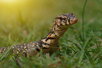 monitor lizard on grass