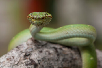 green snake on a tree