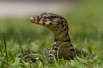 lizard on the grass