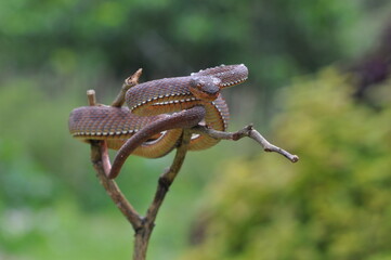 spider on a branch