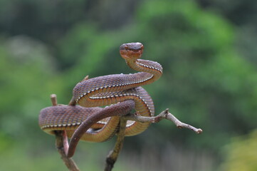 snake on a tree