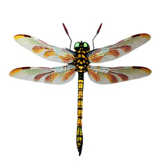 dragonfly on a white background