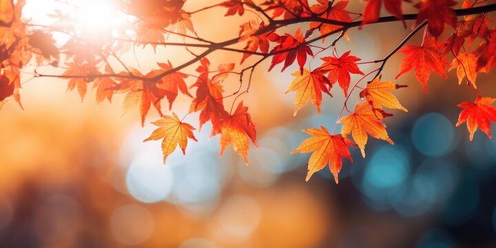 Wallpaper autumn, leaves, autumn, leaves, fall meple 
