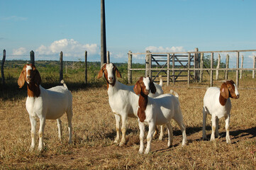 A group of great Boer goats grazing on the farm's  pastures