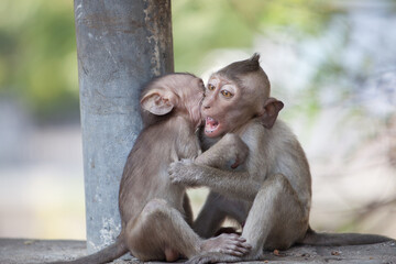 可愛いサル

