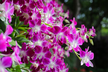 Beautiful purple orchid flowers. Flower background.