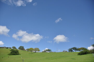 Lush green grass meadow under rural blue sky, grass texture. Beautiful morning light on green grass farm.