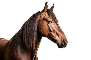 a beautiful horse portrait on a white background studio shot isolated PNG