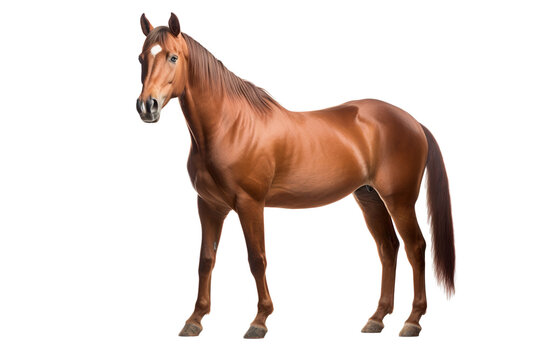 a beautiful horse full body on a white background studio shot isolated PNG