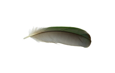 Beautiful macaw parrot feather bird isolated on white background