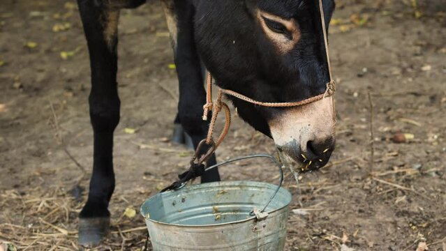 Close-up of a donkey's snout chewing food with a mouth full of drool. Donkey eating from an iron bucket. Beautiful black donkey being fed in the morning. Concept of animal breeding