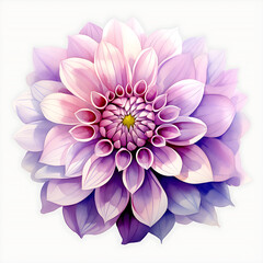 Watercolor Purple dahlia beautiful flower  isolated on a white background