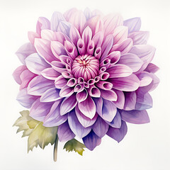 Watercolor Purple dahlia beautiful flower  isolated on a white background