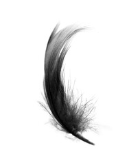 Beautiful black feather isolated on white background