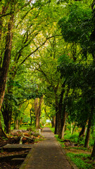 Pedestrian path in a park with shade of trees