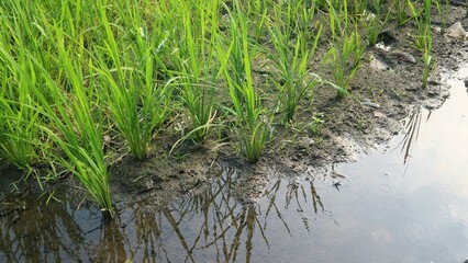 A close up of the edge of vibrant green rice field 