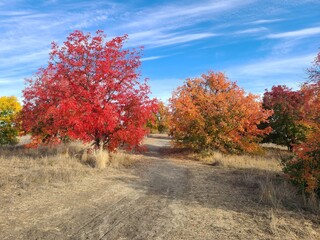 Fall colors of Chinese Pistache tree in San Ramon, California