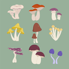 Poisonous mushrooms from forest vector illustrations set. Toxic or edible plants, chanterelle, fungus growing on ground in wild. Autumn nature, food, danger, wildlife concept