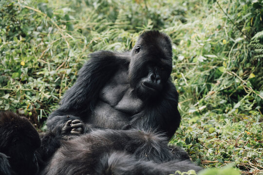 Wild Mountain Gorilla
