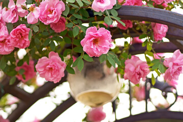 Roses in the garden. Beautiful Red rose on Black background. Petals of Blooming pink rose flower open, close-up. Holiday, love, birthday. Bud closeup.