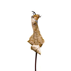 dry leaf on a white background, isolated dry leaf, isolated leaf