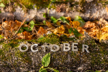 word OCTOBER laid with silver metal letters on fallen tree on autumn forest floor.