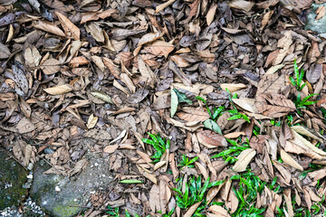 pile of dry leaves in the house garden, background of dry leaves, dry leaves on the ground, close up of a lot of dried leaves