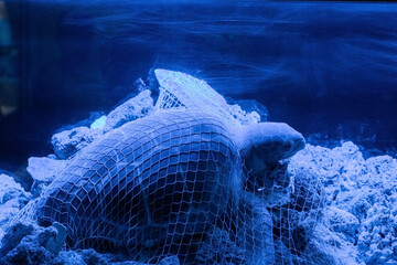 Sea turtle entangled in discarded fishing net, ocean environmental destruction