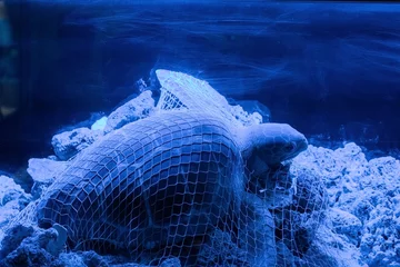 Fotobehang Sea turtle entangled in discarded fishing net, ocean environmental destruction © photo-lime
