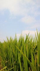 Growing green rice field with clear sky background, copy space