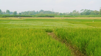 Growing green rice field against clear sky