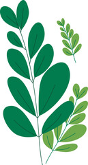 Grass pea leaves