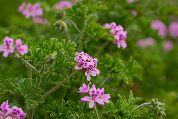 Obraz premium Image of grassy plant Geranium meadow at sunny day, nobody