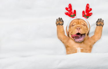 Yawning Mastiff puppy dressed like santa claus reindeer  Rudolf lying under white blanket at home....