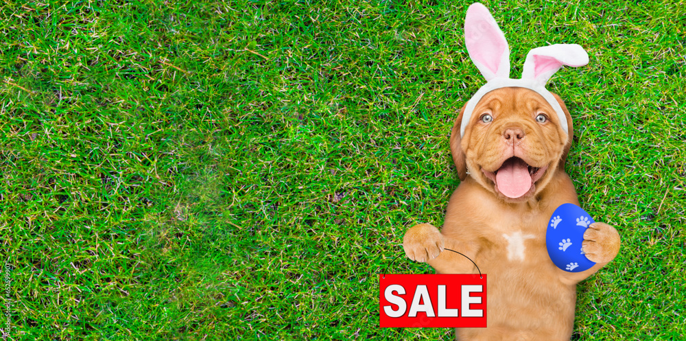 Poster happy mastiff puppy wearing easter rabbits ears holding painted easter egg and showing signboard wit