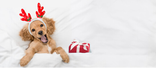 Yawning English Cocker spaniel puppy dressed like santa claus reindeer  Rudolf lying with gift box...
