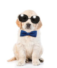 Smart Golden retriever puppy wearing sunglasses and tie bow sits in front view and looks at camera. isolated on white background