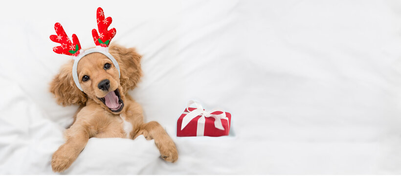 Yawning English Cocker spaniel puppy dressed like santa claus reindeer  Rudolf lying with gift box under white blanket at home. Top down view. Empty space for text