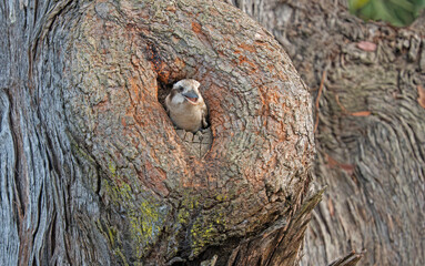 Kookaburra Baby in a tree hole