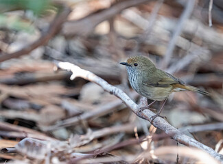 Tiny Brown Thornbill on a branch
