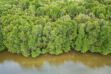 River side in mangroves forest. Side view above of mangrove tree with copy space.