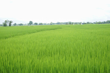 Beautiful Romanian countryside scenery on a sunny afternoon. Wonderful spring landscape in mountains, meadows and hills, rural landscape, rice field landscape, landscape, rice field at sunset
