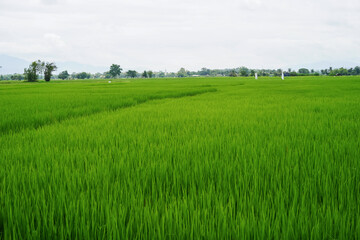 Fototapeta premium Beautiful Romanian countryside scenery on a sunny afternoon. Wonderful spring landscape in mountains, meadows and hills, rural landscape, rice field landscape, landscape, rice field at sunset