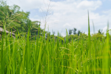 Beautiful Romanian countryside scenery on a sunny afternoon. Wonderful spring landscape in mountains, meadows and hills, rural landscape, rice field landscape, landscape, rice field at sunset