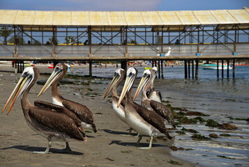 Flock of pelicans on the beach in Paracas, Peru