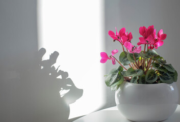 cyclamen in flowerpot on background white wall - obrazy, fototapety, plakaty