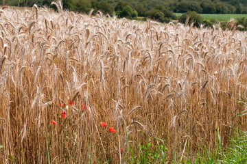 Coquelicots dans un champ de blé 