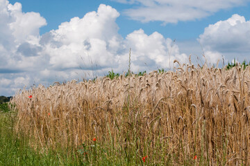 Le champ de blé 