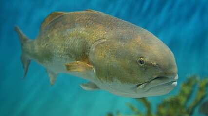 魚
