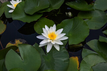 White water lily Nymphaea alba floating in a pond - obrazy, fototapety, plakaty